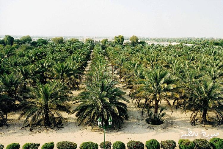 A farm in the Al Falah area in Sharjah